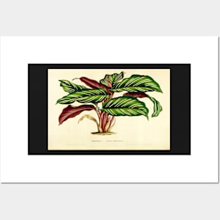 Calathea ornata - Botanical illustration Posters and Art